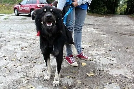 Piękny długowłosy Lupo szuka domu!,  dolnośląskie 