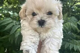Piesek Maltipoo