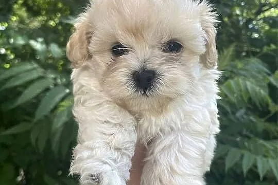 Piesek Maltipoo, Śląskie, Zawiercie