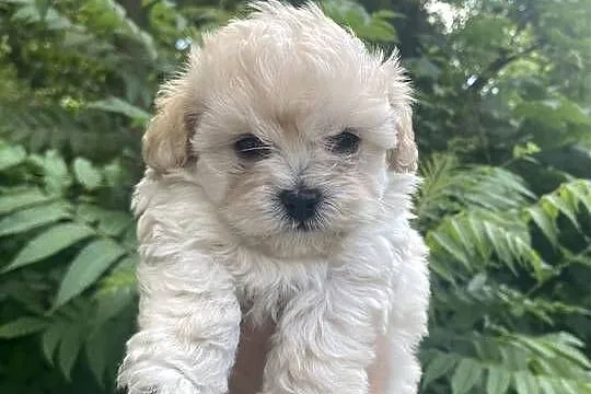 Piesek Maltipoo, Śląskie, Zawiercie