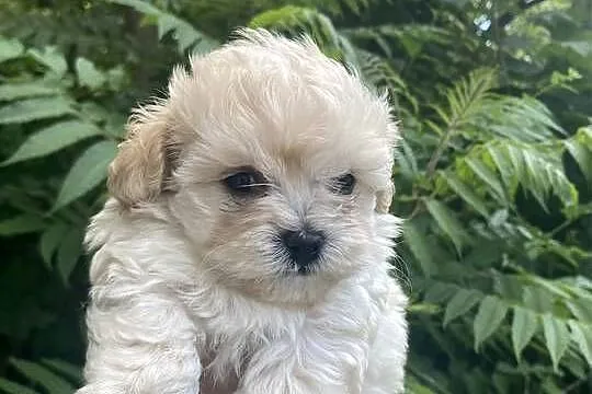Piesek Maltipoo, Śląskie, Zawiercie