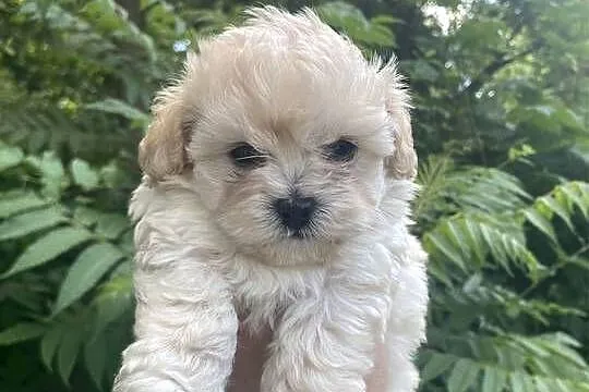Piesek Maltipoo, Śląskie, Zawiercie