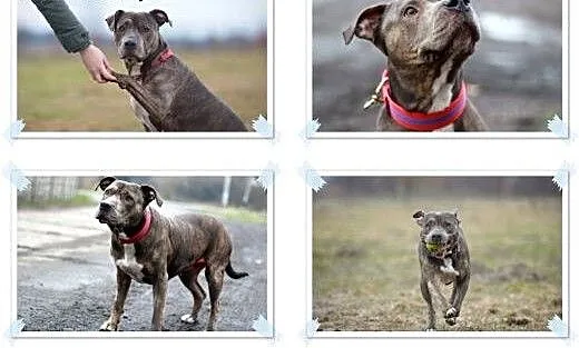 Amstaffka Lola czeka na dobry dom, Amstaff cała P