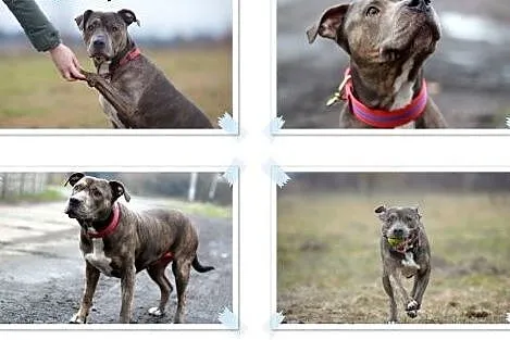 Amstaffka Lola czeka na dobry dom,  Amstaff cała P