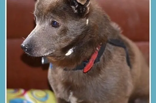 Mały 9 kg ,czekoladowy,grzeczny łagodny,nieśmiały psiak MONTE_Adopcja