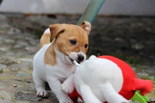Piesek Jack Russell Terrier