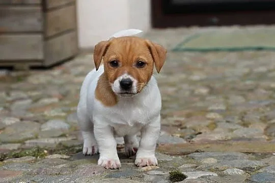 Piesek Jack Russell Terrier, Małopolskie, Delastowice