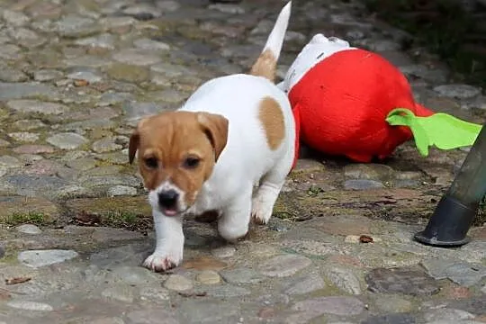 Piesek Jack Russell Terrier, Małopolskie, Delastowice