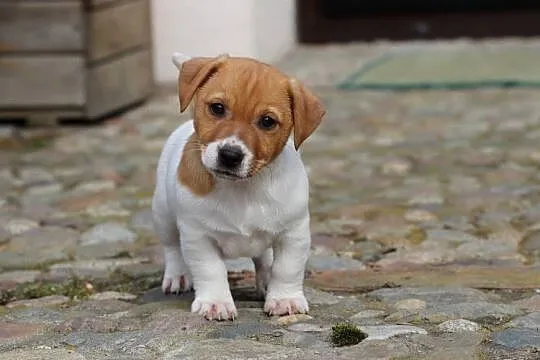 Piesek Jack Russell Terrier, Małopolskie, Delastowice