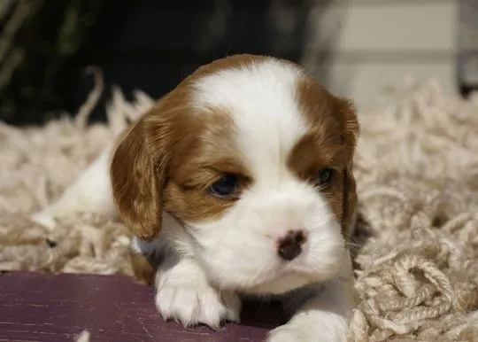 Gołąb, nasza słodka suczka rasy Blenheim Cavalier King Charles Spaniel, , Warszawka