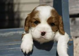 Gołąb, nasza słodka suczka rasy Blenheim Cavalier King Charles Spaniel