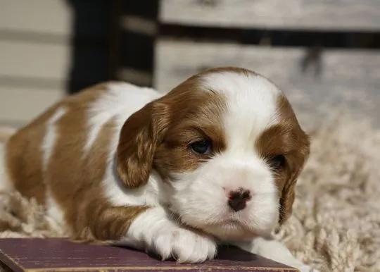 Gołąb, nasza słodka suczka rasy Blenheim Cavalier King Charles Spaniel, , Warszawka