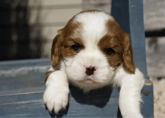 Gołąb, nasza słodka suczka rasy Blenheim Cavalier King Charles Spaniel
