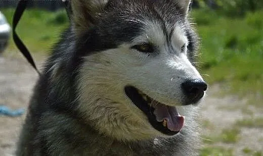 Grey - piękny, łagodny alaskan malamute szuka domu