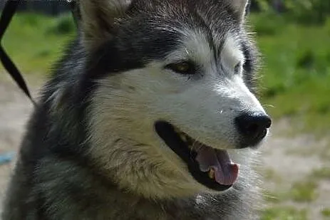 Grey - piękny, łagodny alaskan malamute szuka domu, Kundelki cała Polska