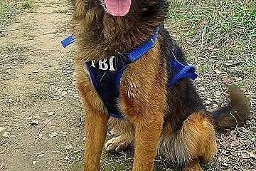 Nie taki Reks straszny jak Go malują :),  śląskie 
