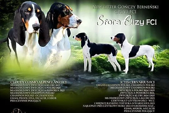 Gończy Berneński w Polsce