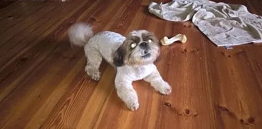 Reproduktor Shi tzu, kujawsko-pomorskie Bydgoszcz