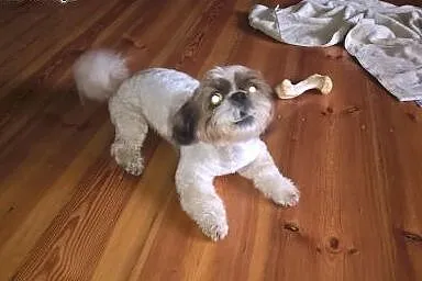 Reproduktor Shi tzu,  kujawsko-pomorskie Bydgoszcz