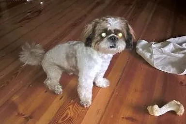 Reproduktor Shi tzu,  kujawsko-pomorskie Bydgoszcz