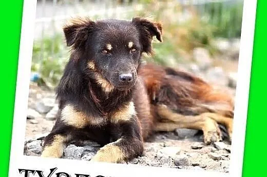 7mies.spokojny,delikatny,lagodny piesek średni,TYBECIK.Adopcja,  dolnośląskie Wrocław