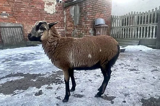 Dwie owieczki kameruńskie, Wielkopolskie, Dobra Nadzieja
