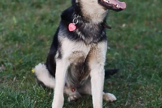 Morgan 1,5 roczny piesek do adopcji ,  łódzkie Łód