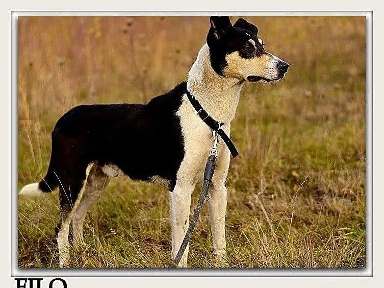 Aktywny,przyjazny,kontaktowy,średni,szczepiony piesek FILO.Adopcja., Podkarpackie, Rzeszów
