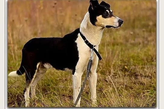 Aktywny,przyjazny,kontaktowy,średni,szczepiony piesek FILO.Adopcja., Podkarpackie, Rzeszów