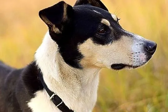 Aktywny,przyjazny,kontaktowy,średni,szczepiony piesek FILO.Adopcja., Podkarpackie, Rzeszów