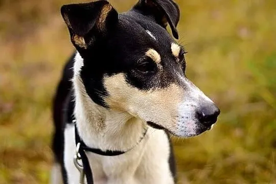 Aktywny,przyjazny,kontaktowy,średni,szczepiony piesek FILO.Adopcja., Podkarpackie, Rzeszów