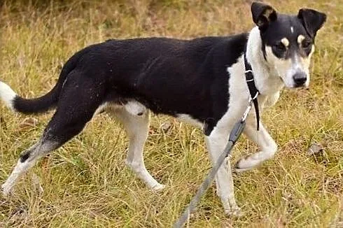 Aktywny,przyjazny,kontaktowy,średni,szczepiony piesek FILO.Adopcja., Podkarpackie, Rzeszów