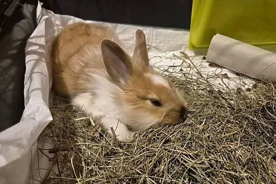 Królik miniaturka karzełek angora