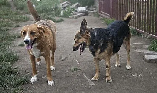 SARA I COLLINA do wspólnej adopcji :), kujawsko-p