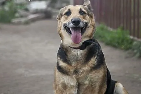 SARA I COLLINA do wspólnej adopcji :),  kujawsko-p