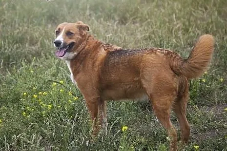 SARA I COLLINA do wspólnej adopcji :),  kujawsko-p