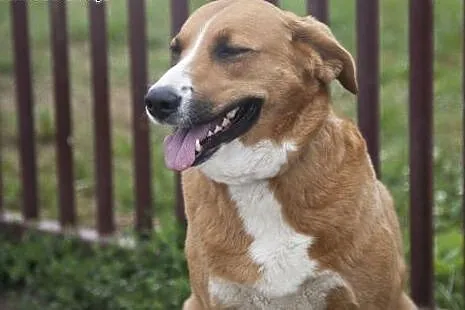SARA I COLLINA do wspólnej adopcji :),  kujawsko-p