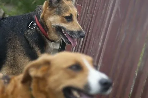 SARA I COLLINA do wspólnej adopcji :),  kujawsko-p