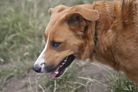 SARA I COLLINA do wspólnej adopcji :),  kujawsko-p