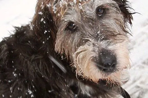 Cudowny kudłaty Miś szuka domu!,  mazowieckie Wars
