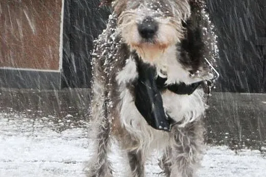 Cudowny kudłaty Miś szuka domu!,  mazowieckie Wars