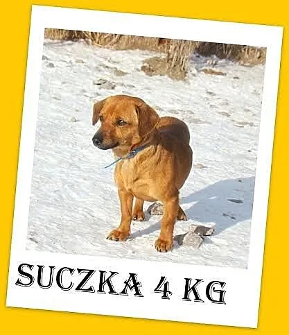 PCHEŁKA mała ruda sunia 4 kg, rezolutna, delikatna