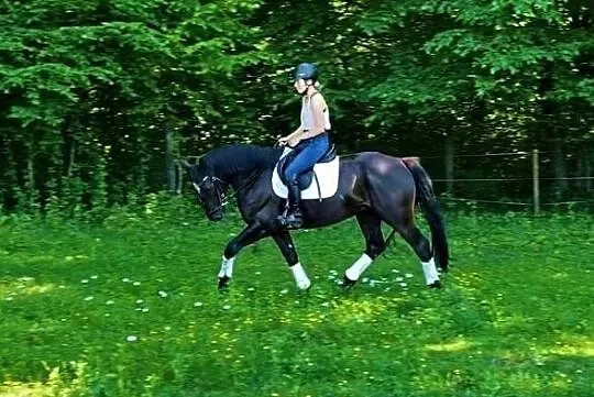 Sprzedam 13 letnią klacz (do towarzystwa i spacerów stępem)