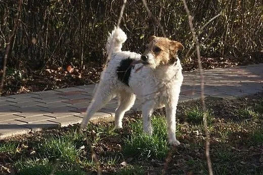 Urocza, słodka COCO szuka domu,  kujawsko-pomorski