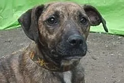 [Do adopcji]: PRĘGUSKA - dla rodziny ze starszymi dziećmi lub starszych osób!, Łódzkie, Łódź