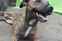 [Do adopcji]: PRĘGUSKA - dla rodziny ze starszymi dziećmi lub starszych osób!, Łódzkie, Łódź