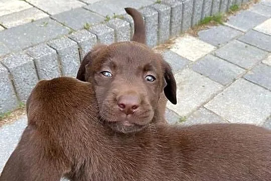 Labrador, Dolnośląskie, Parszowice