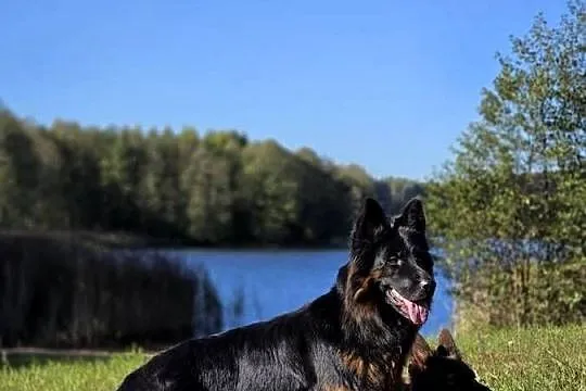 Trzyletnia suka owczarka niemieckiego długowłosego !!!, Podlaskie, Hultajewo
