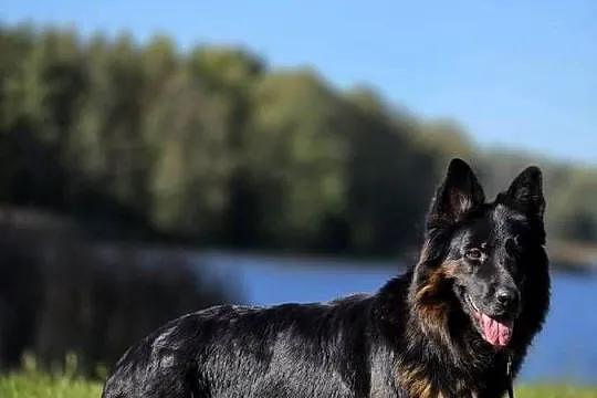 Trzyletnia suka owczarka niemieckiego długowłosego !!!, Podlaskie, Hultajewo