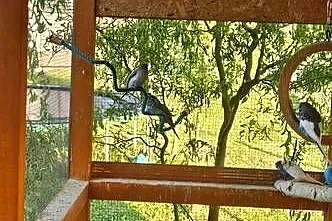 Sprzedam papugi faliste, Małopolskie, Bulowice